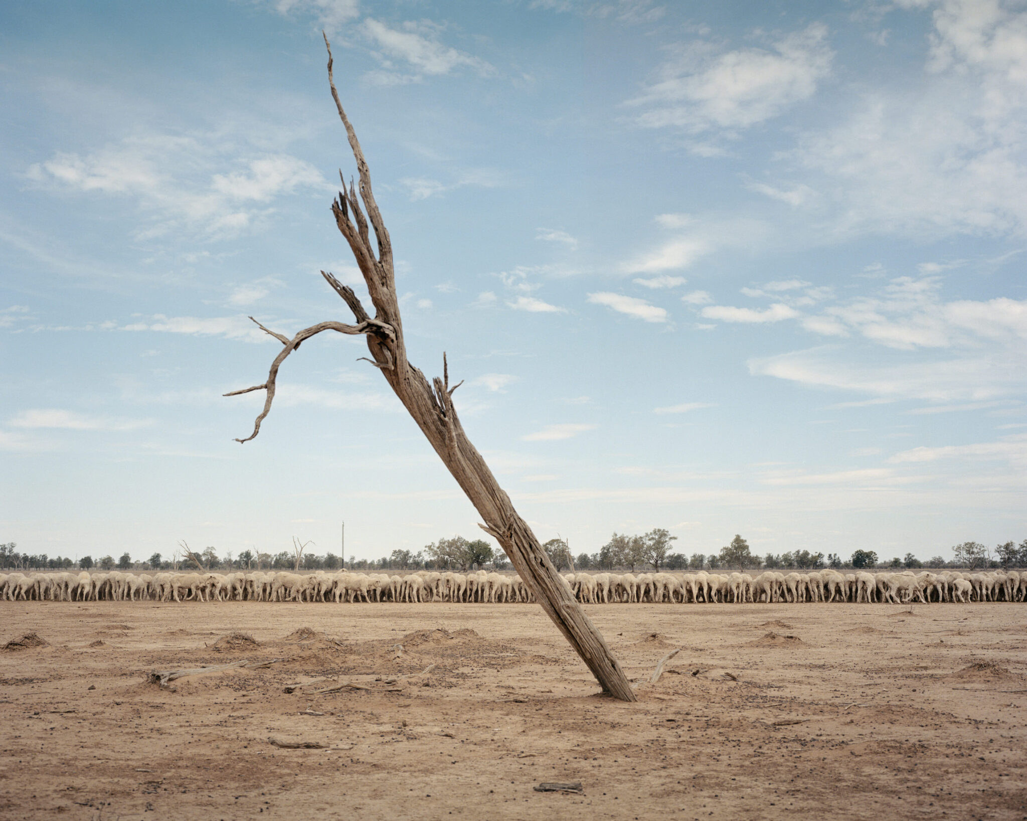 Fondation Louis Roederer © Adam Ferguson, Big Sky 1