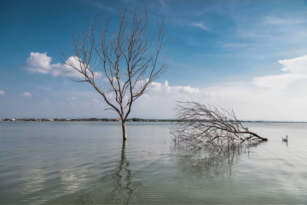 Fondation Louis Roederer © Irene Barlian Land of the Sea 2