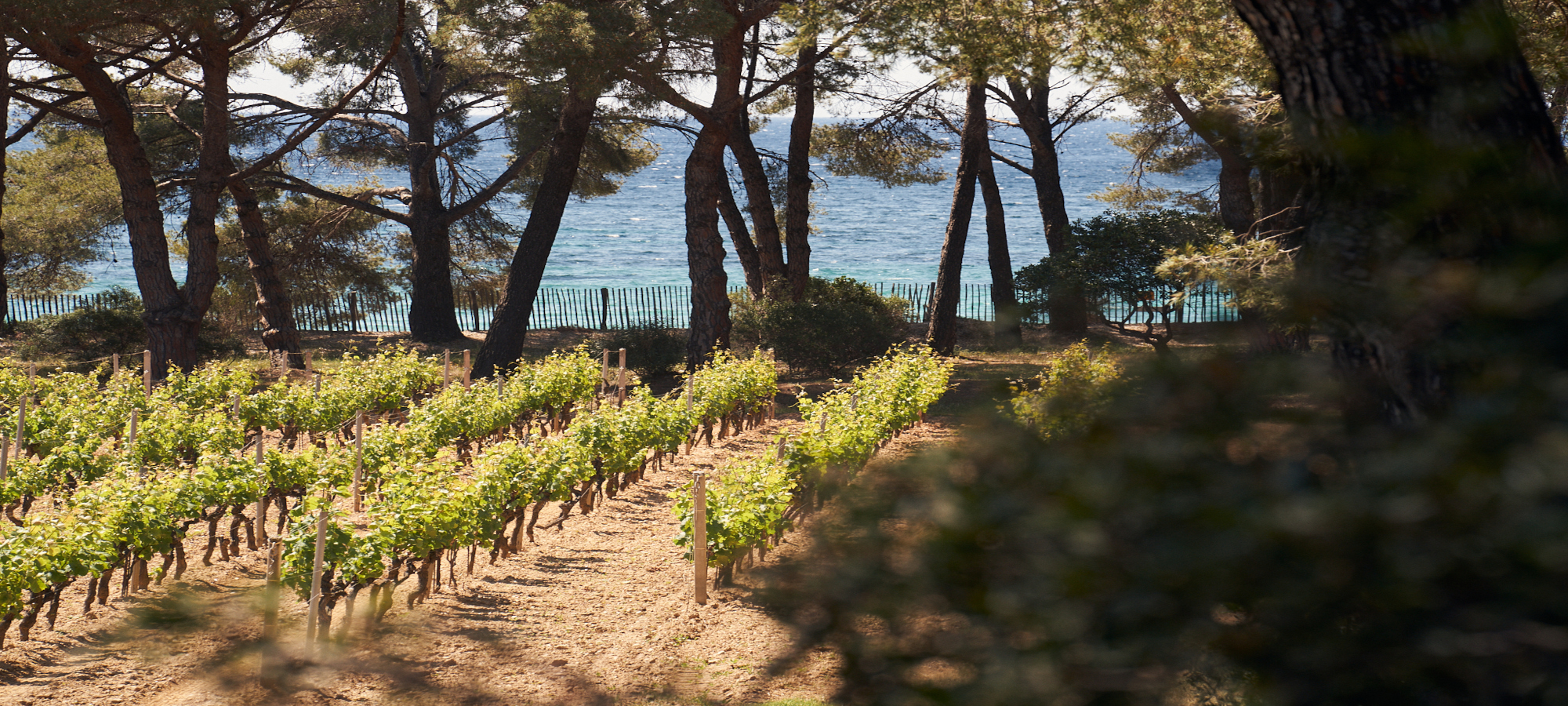 fondation-louis-roederer-la-mer-depuis-les-vignes-du-clos-mireille-copyright-stanislas-desjeux-banner