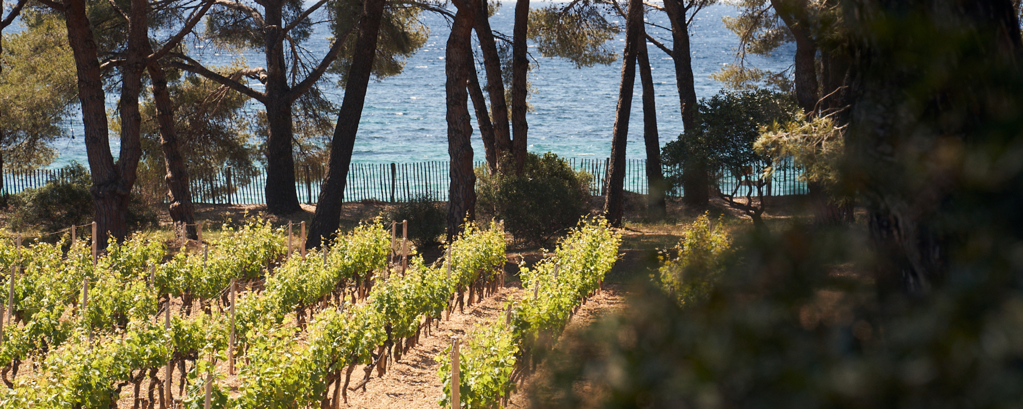 fondation-louis-roederer-domaines-ott-provence-banner-copyright-stanislas-desjeux